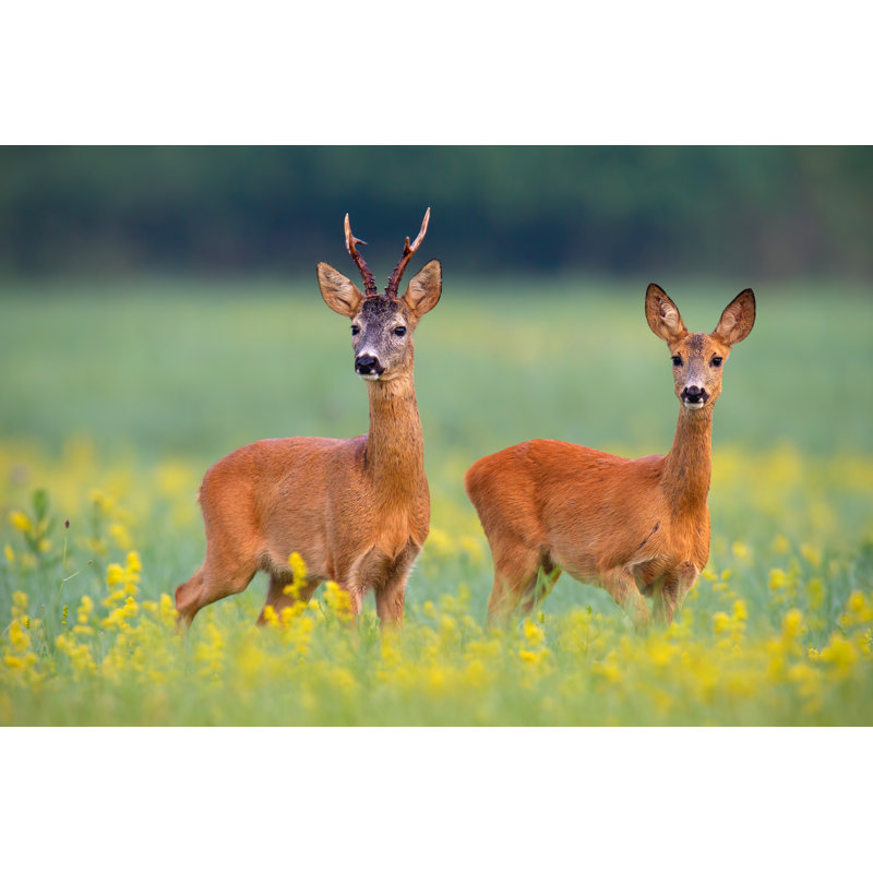 Roe Deer Couple In Rut On A Field With Yellow Wildflowers by JMrocek - Wrapped Canvas Print, 32"H x 48"W