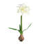 Ensemble de 2 ampoules Barrary AMaryllis-129903252