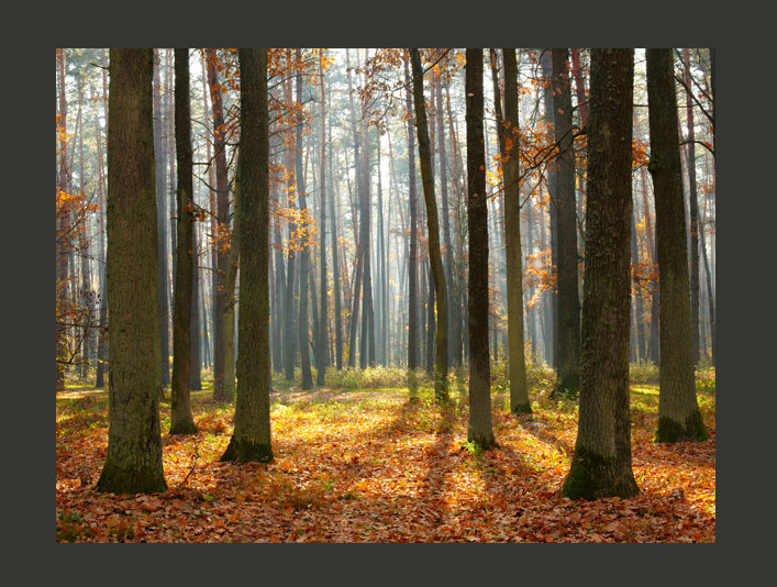 Autumn Trees 2.70m x 350cm Wallpaper, 250 cm x 193 cm