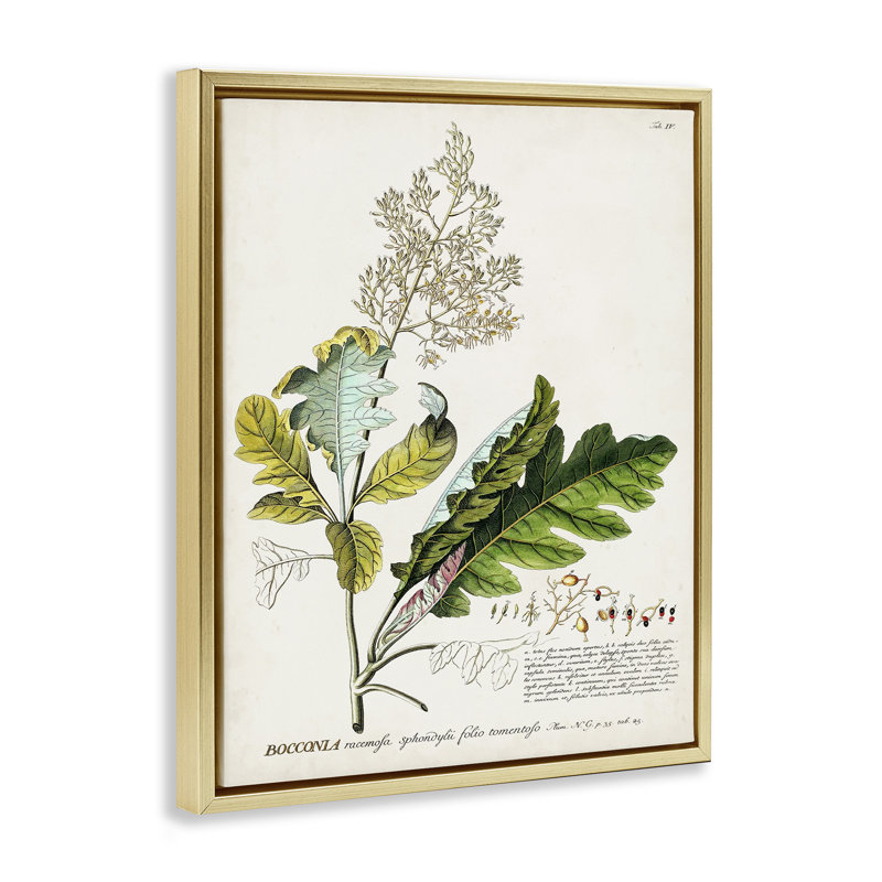 "Botanical Plant Illustration Leaves", impression sur toile par World Art Group, H 31 po x l 25 po