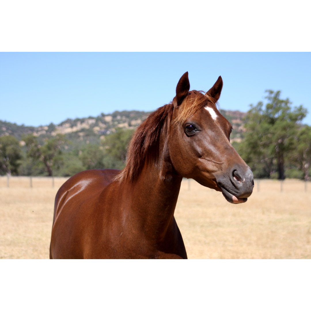 Australisches Reitpony von Evaeisenlohr - Kunstdrucke auf Leinwand ohne Rahmen