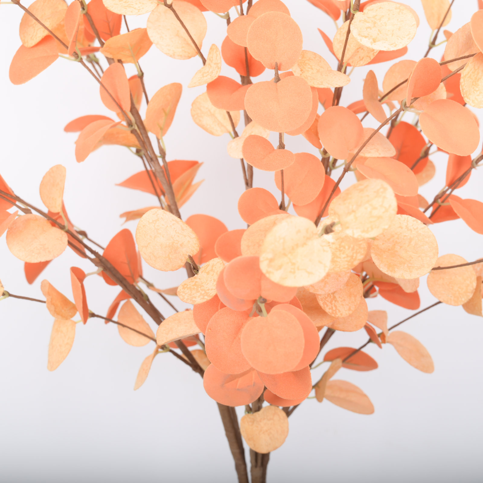 Eucalyptus Floral Stems, Orange