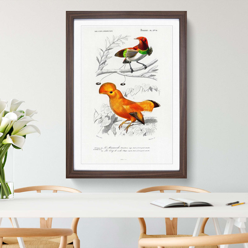 Bird Illustrations PL. 5B by Charles D' Orbigny - Single Picture Frame Painting, 33cm H x 24cm W x 2cm D, Walnut Framed