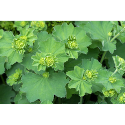 Lady's Mantles Leaves
