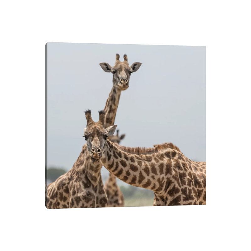 Africa, Kenya, Amboseli National Park. Close-Up Of Giraffes. by Jaynes Gallery - Wrapped Canvas Print