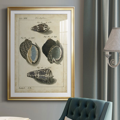 " Vintage Shell Study III "