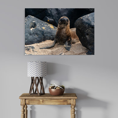 Seal on a Beach