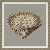 Graphic Coral Collection 1' Framed Graphic Art Print on Glass