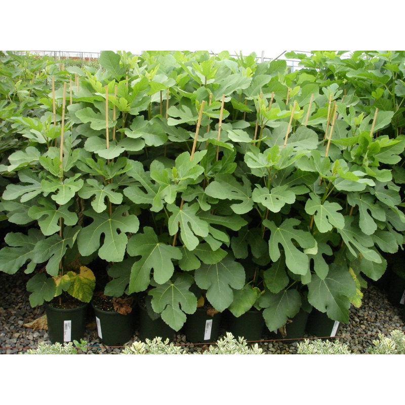 Grafted Fig Tree Live Plant – Bare Root 2–3ft, Grow Your Own Fresh Figs, Easy Grow