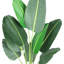 Curtis 46.1 plante
