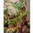 23.6'' Faux Fern Plant