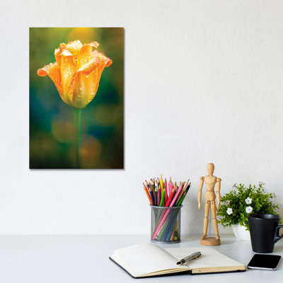 Bright Tulip Water Drops by Nik Rave - Wrapped Canvas Gallery-Wrapped Canvas Giclée