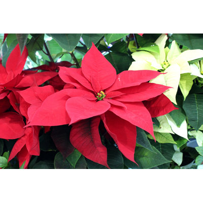 Red Poinsettia - Photographie sur toile tendue