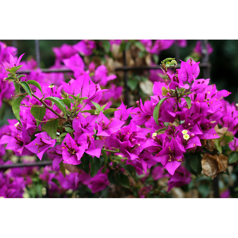 Bougainvillea by Jstankiewiczwitek - Wrapped Canvas Print, 51cm H x 76cm W