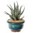 Ceramic Indoor / Outdoor Pot Planter