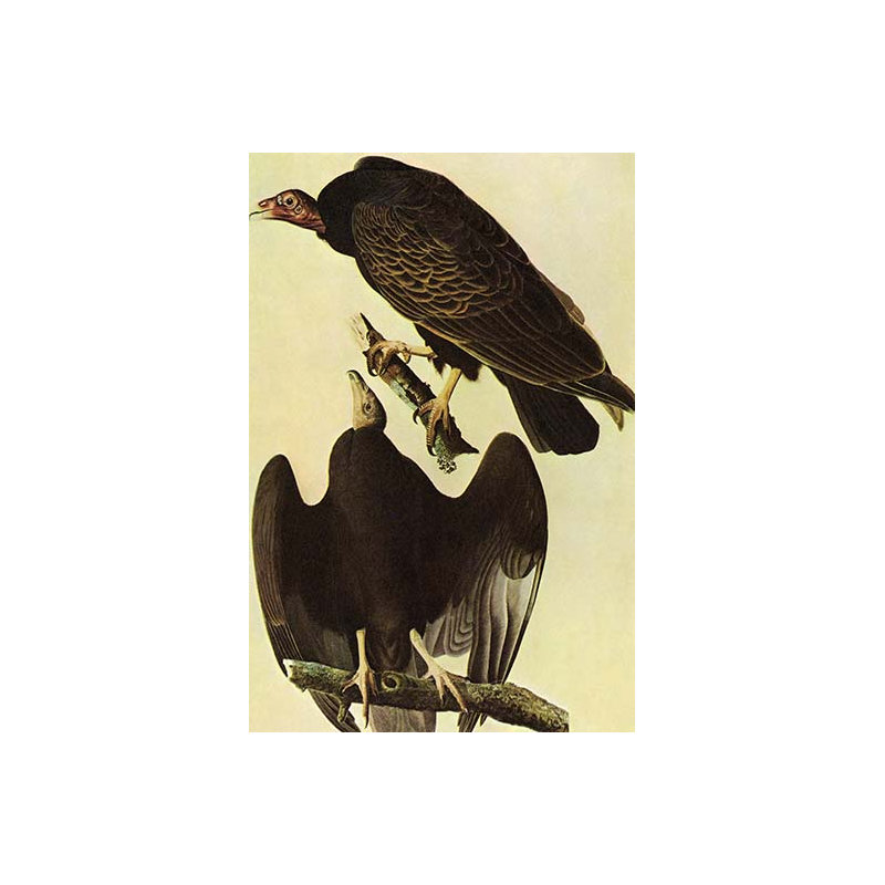 Vulture de turquie-impression d’art graphique, H 42 po x l 28 po x P 1,5 po