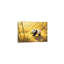 No Frame Print on Canvas