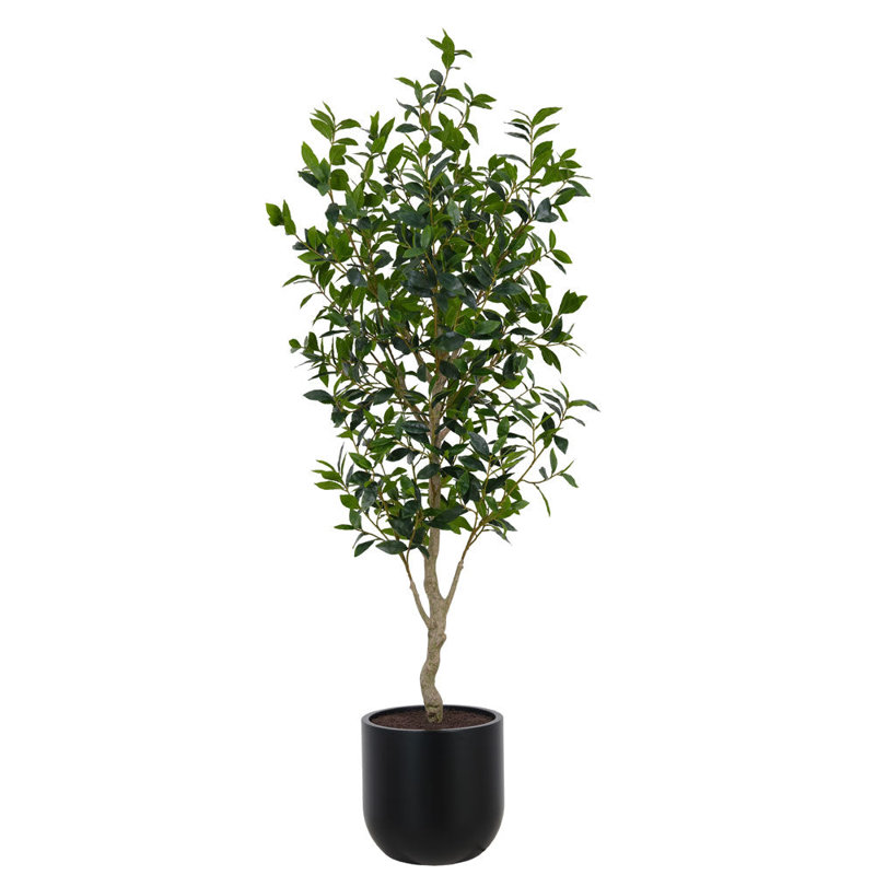ARBRE LAUREL POT 7 pi