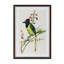 Summer Bird Framed Prints