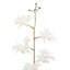 Orchidée blanche 22,5 "en pot Vanda
