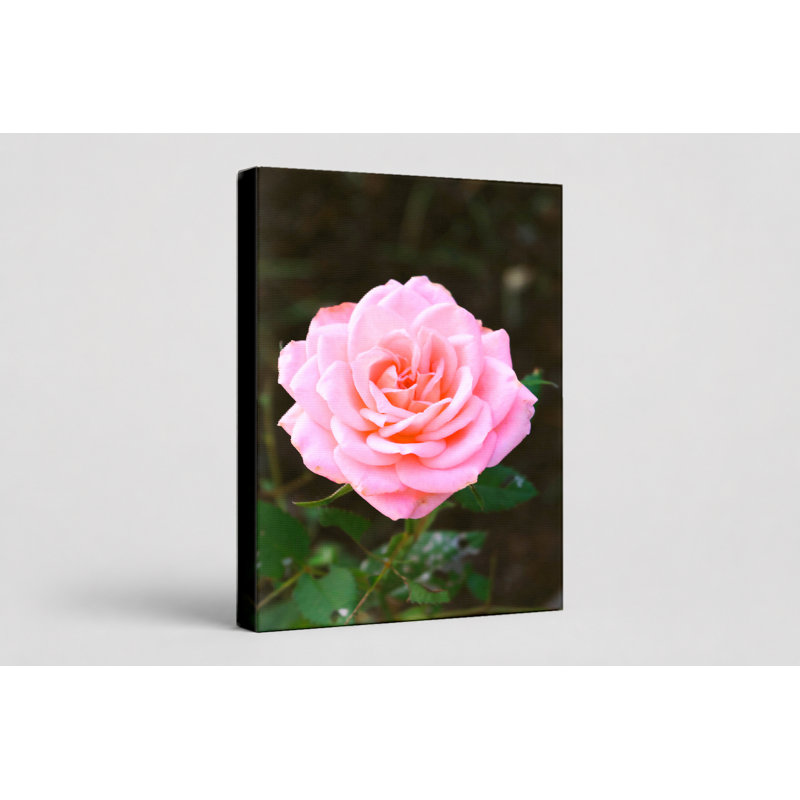 Rose rose en fleur - Portrait, art mural sur toile, 11" W x 14" H