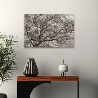 Photographie neutre contemporaine Koi No Ki