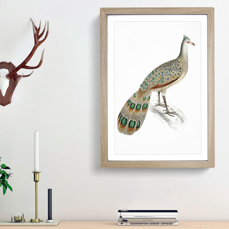 Peacock-Pheasant by John Edward Gray - Picture Frame Painting Print, 36cm H x 27cm W x 2cm D, Oak Framed