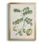 Buchoz Tropicals II-88436408-88436409