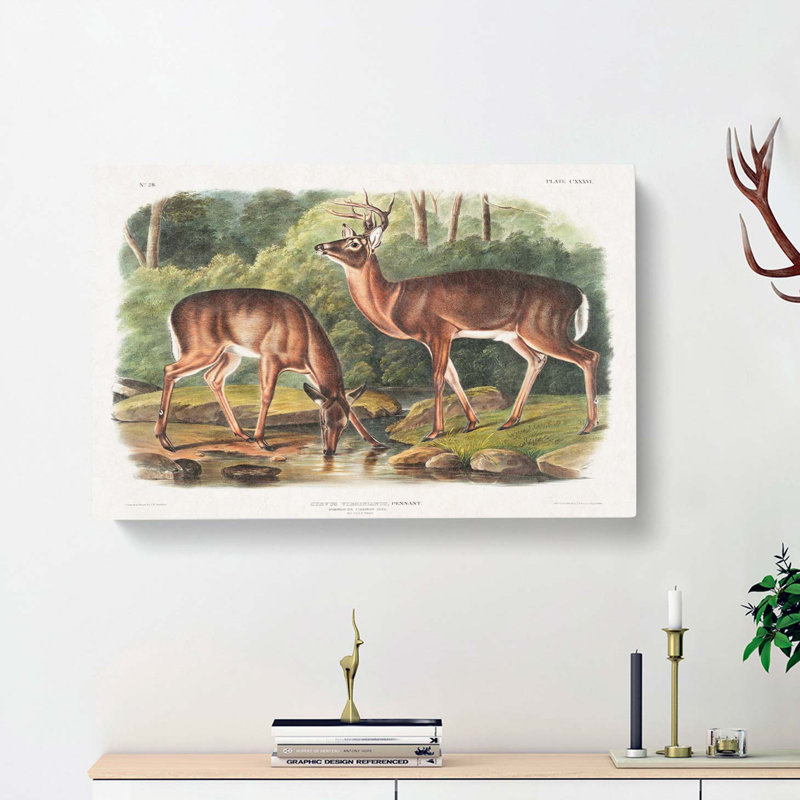 Two Deers by J.W. Audubon - Wrapped Canvas, 50cm H x 76cm W x 3cm D