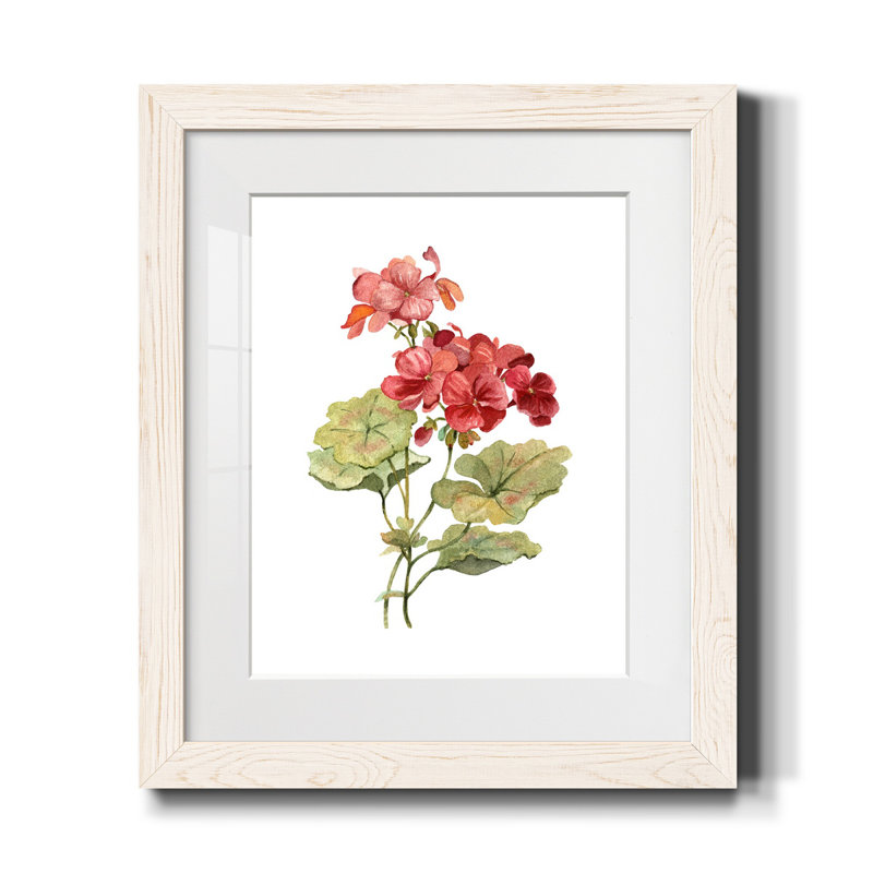 Écarlate géranium - Reproduction d'art sur papier encadrée, Blanc, H 24 po x l 18 po x P 1,5 po