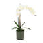 Phalaenopsis Orchid With Moss In Glass Vase
