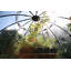 Calisce Greenhouse-1972957960