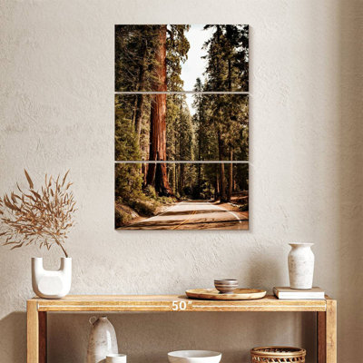 Mehar Sequoias By The Road