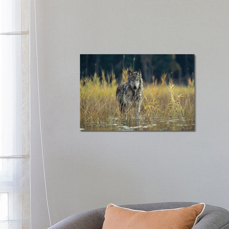 Timber Wolf Pauses While Walking Through Lake, Montana by Tim Fitzharris - Wrapped Canvas Print
