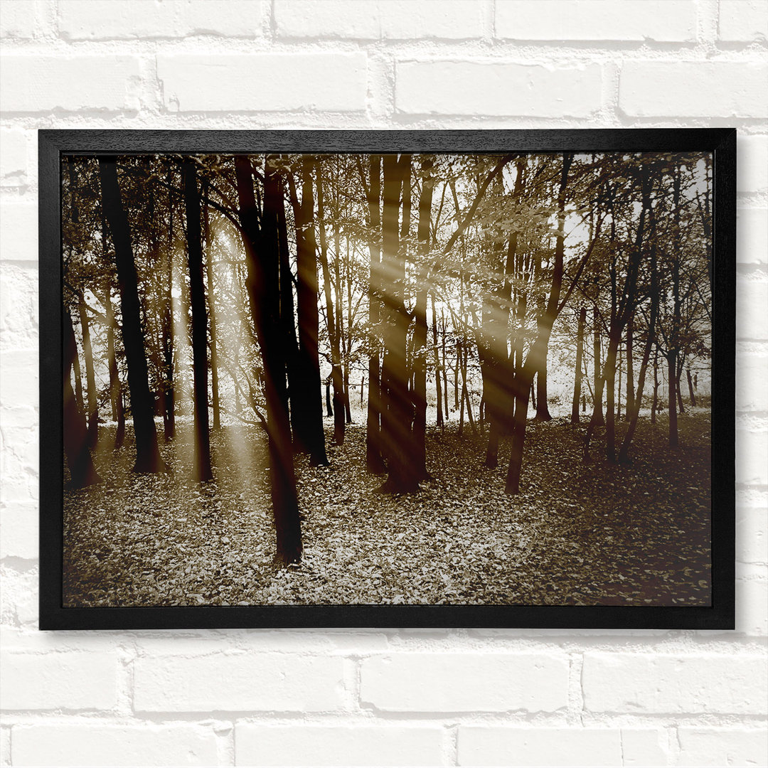 Sun Beams Through The Chocolate Forest - Geschlossener Eckrahmen Kunstdrucke auf Holz