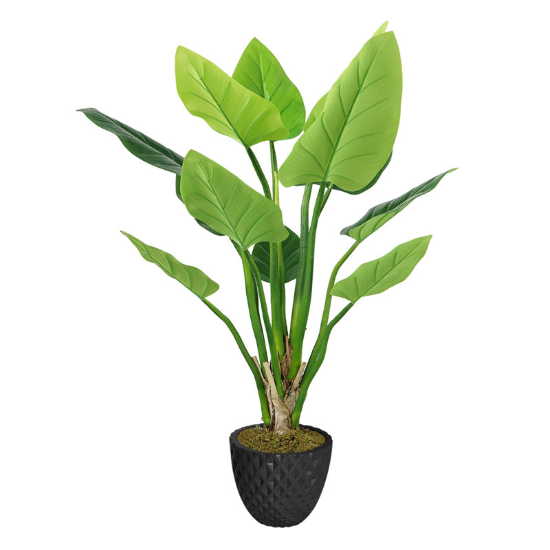 Panama Bannister Philodendron plante en pot