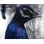 The Peacock Print
