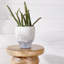 Planter-80256933