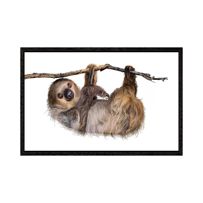 Two-Toed Sloth Hanging From Branch Isolated by Susan Richey - Gallery-Wrapped Canvas Giclée on Canvas, Black Framed