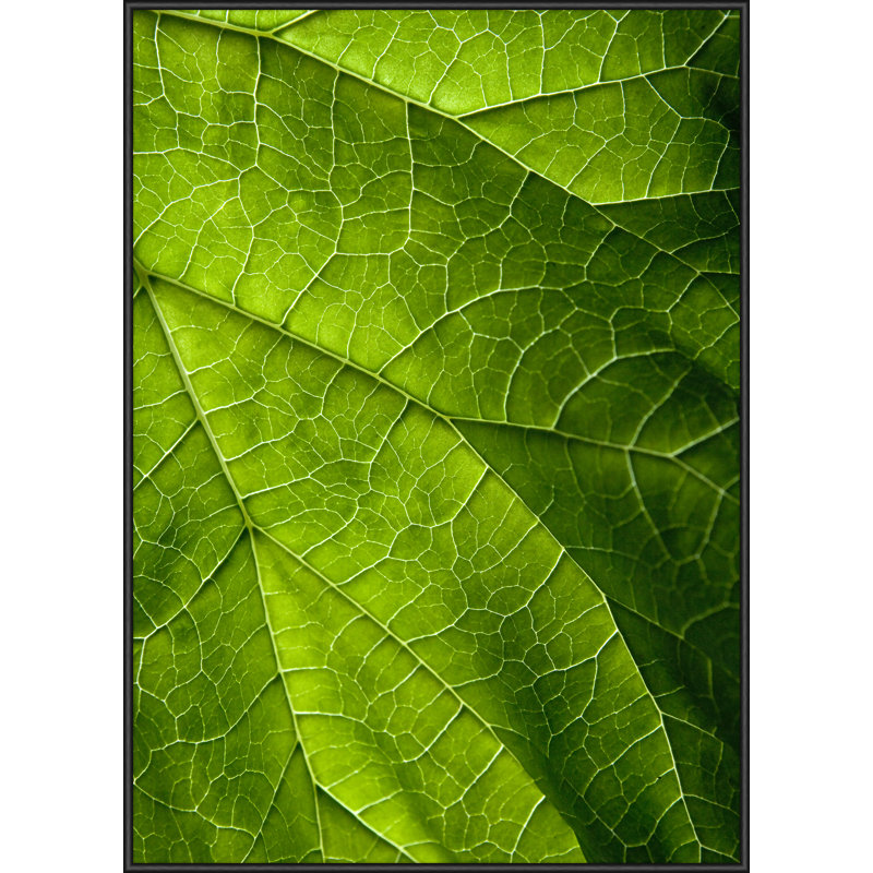 Single Picture Frame Print