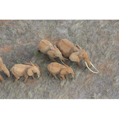 The Matriarch Elephant 1 Piece Wrapped Canvas Wall Art