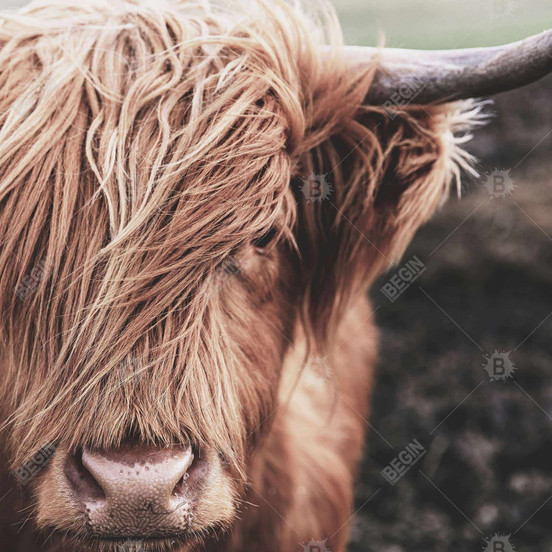 Desaturated highland cow - 16"x16" Throw pillow - Poly twill - Print on demand