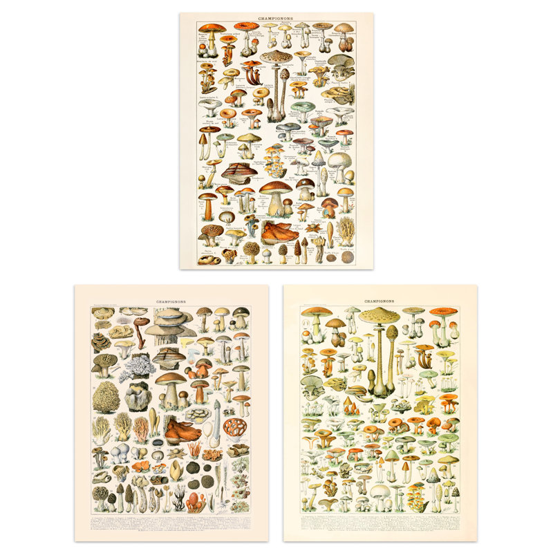 Iconic Illustrations Of Mushrooms Vintage Millot 3-Piece Set Unframed Wall Art Prints Kitchen Aesthetic Fungus Champignon