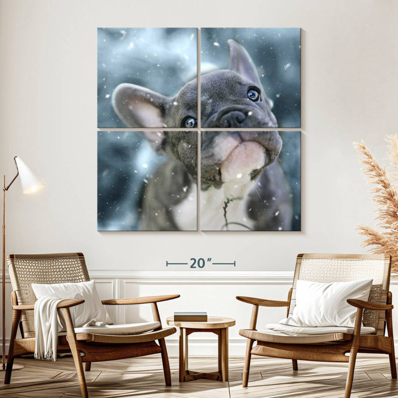 Chiot bouledogue français Brampt