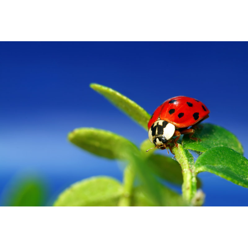 Ladybug by Avalon_Studio - No Frame Art Prints on Canvas, 81cm H x 122cm W