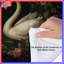 Édredon Swans With Cherub-129134603