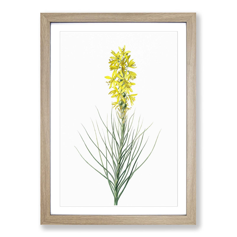 Yellow Asphodel Flowers by Pierre-Joseph Redoute - Picture Frame Painting Print, Oak Framed, 36cm H x 27cm W x 2cm D