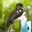 Midnight Avian Statue
