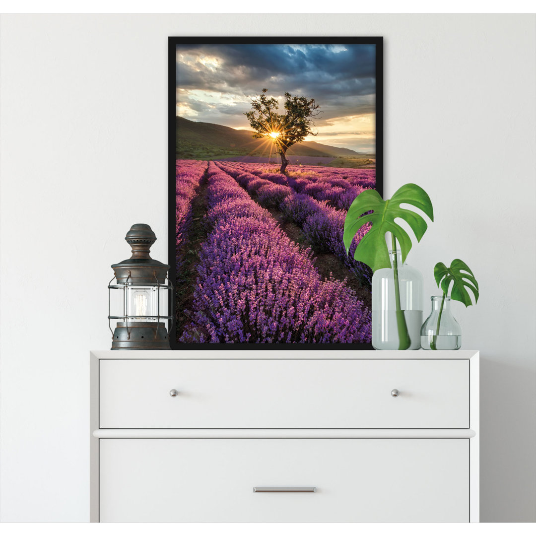 Gerahmtes Foto "Lavendel in der Provence mit einem Baum"