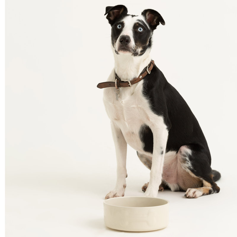 Petsware Dog Bowls, Cream, 3cm H x 20cm W x 20cm D